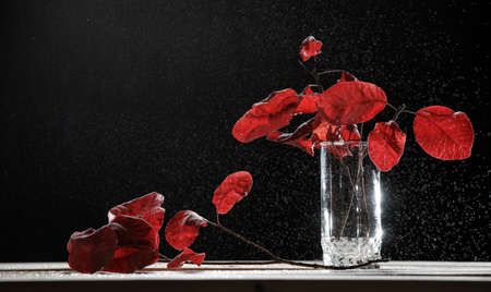 Still life red autumn leaves with raindrops on black backgroundの写真素材