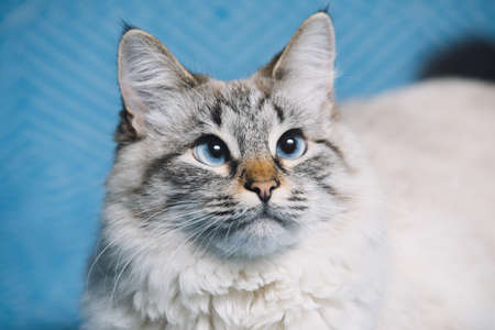Blue eyes cat portrait, curious looking
