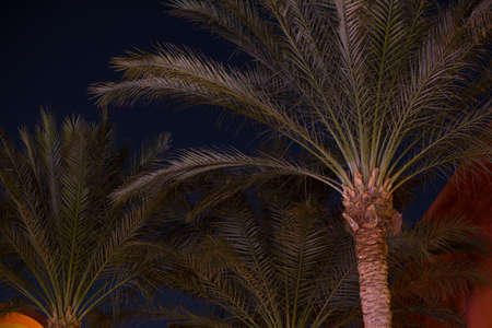 Decorative luminocity palm trees at night sky background in Egypt