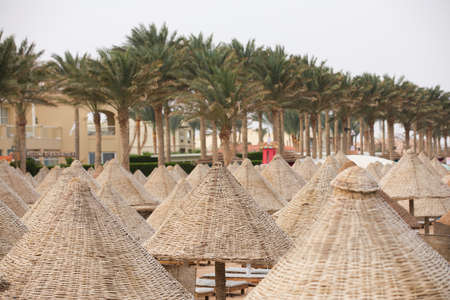 Palm trees and wooden straw sunny umbrellas on a tropical beachの写真素材