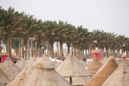 Palm trees and wooden straw sunny umbrellas on a tropical beachの写真素材