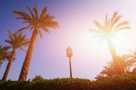 Tropical resort, palm trees against sky background, tonedの写真素材