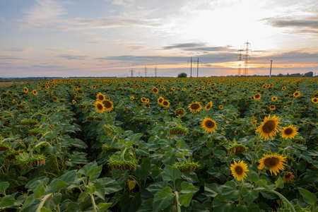 Sunflower field, nature, beautiful landscapeの写真素材
