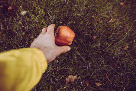 Harvesting, take the red ripe apple from the ground
