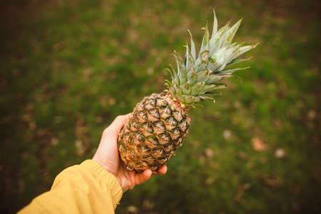 Male hand holding a pineapple, tropical fruitの写真素材