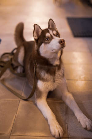 A dog Husky sitting on the floorの写真素材