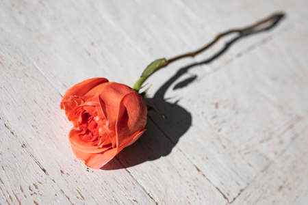 Red rose on white wooden floorの写真素材