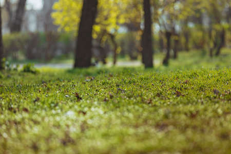 Spring green grass park backgroundの写真素材