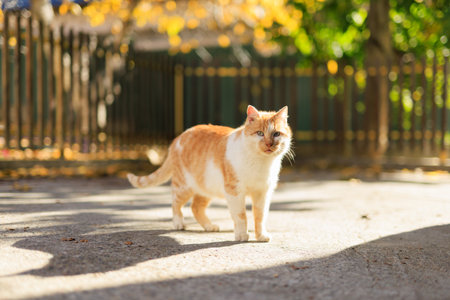 A ginger cat is standing on the streetの写真素材