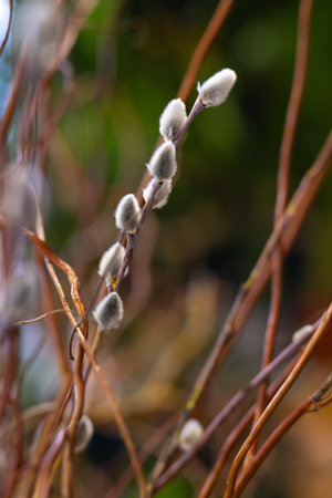 Natural willow catkins on a branches in early spring