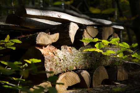 wood stere in the forest