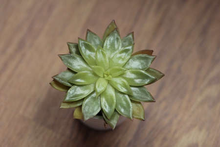 low angle view of a pretty little succulent in a white pot holder, placed on a brown piece of...