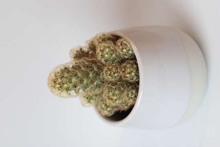 small cactus in a pot on a light backgroundの写真素材