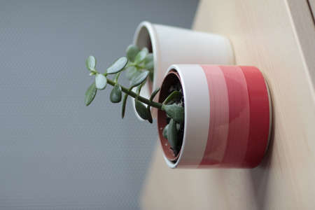 crassula in a red and white striped flowerpot, lying on my deskの写真素材