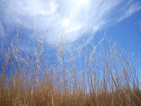Brown grass and blue sky      