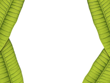 green leaves border on white background , real leaves  の写真素材