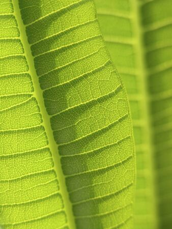 green leaves backgroundの写真素材