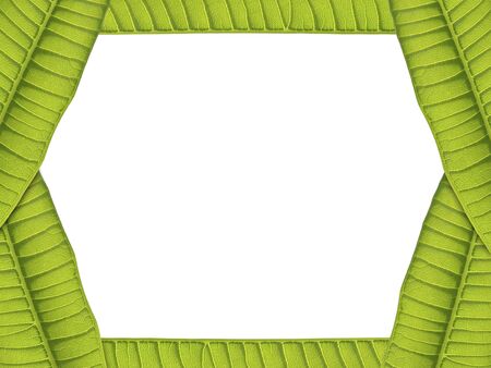 green leaves card border on white background , real leaves    の写真素材