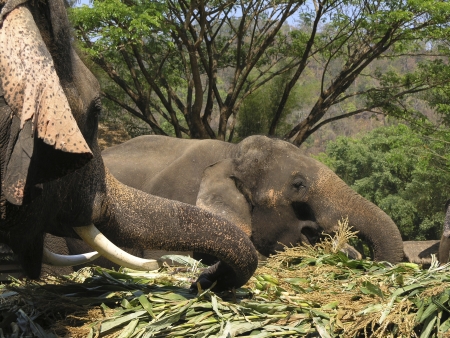 elephantsの写真素材