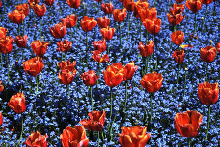 flowersの写真素材