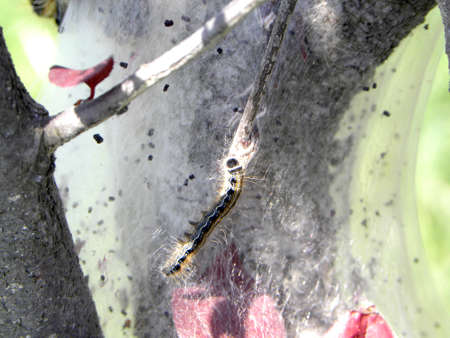     catepillar on a branch                           の写真素材