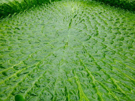 Giant Amazonian Lily Padの写真素材