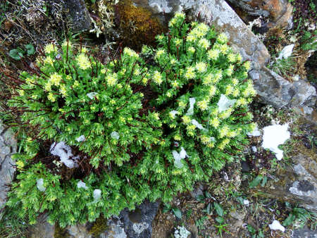 Rhodiola roseaの写真素材