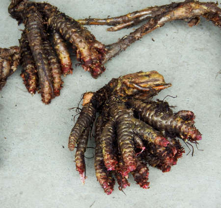 Rhodiola crenulataの写真素材