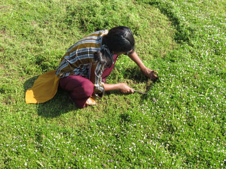 Weeding Medicinal Herbsの写真素材