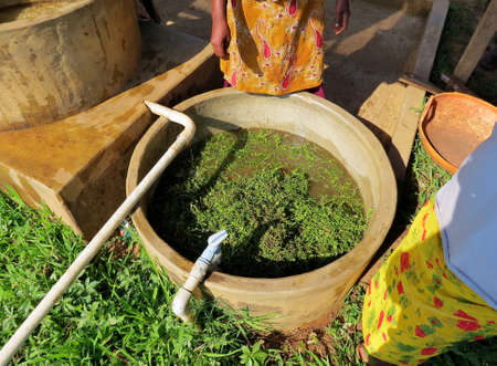Washing the Herbsの写真素材