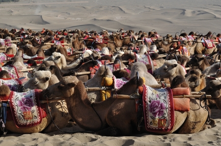 Camels, Chinaのeditorial素材