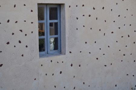 Cat in Window, Santorini, Greeceの写真素材