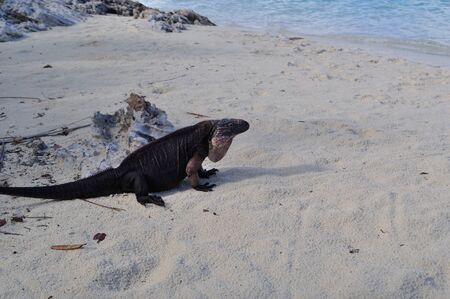 Iguana