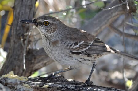 Bird in the Bahamas