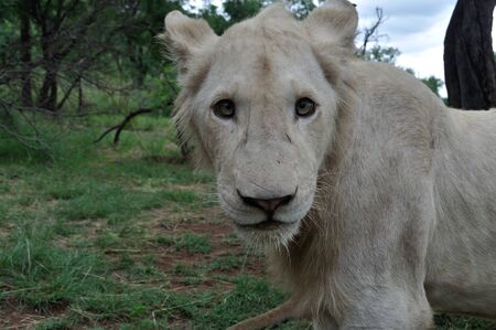 Lion, South Africaの写真素材
