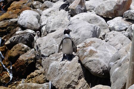 Penguin, South Africaの写真素材