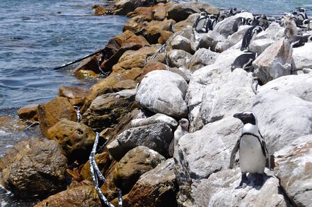 Penguins, South Africaの写真素材