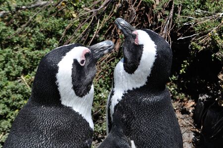 Penguins, South Africaの写真素材