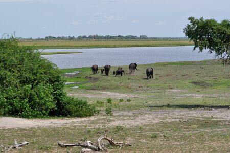 Elephants, Botswana