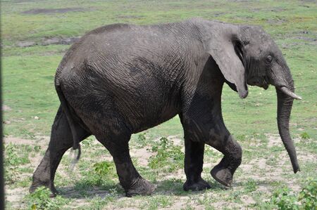 Elephant, Botswanaの写真素材