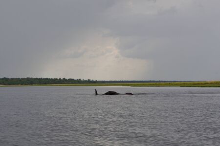 Elephant Crossing River, Botswanaの写真素材