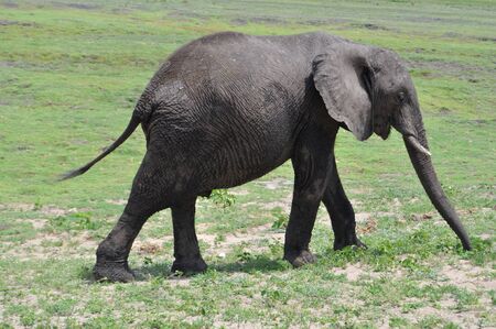 Elephant, Botswanaの写真素材