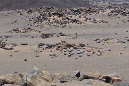 Coyote, Namibiaの写真素材