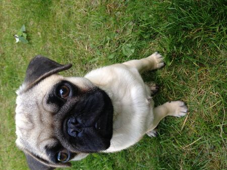 Pug Puppyの写真素材