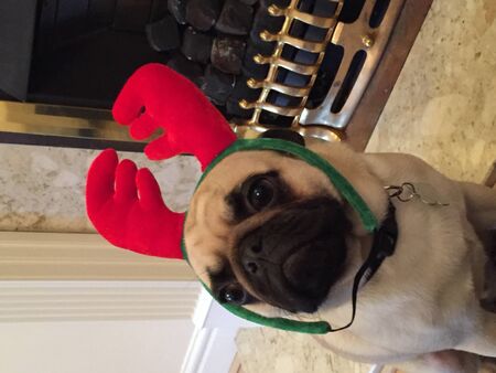 Pug Puppyの写真素材