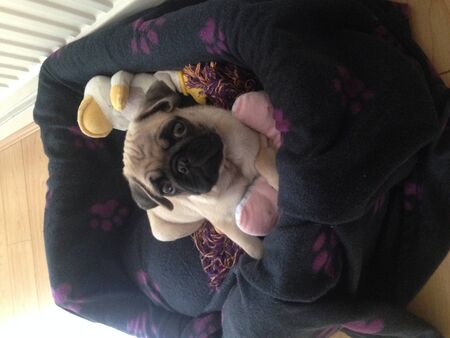 Pug Puppyの写真素材