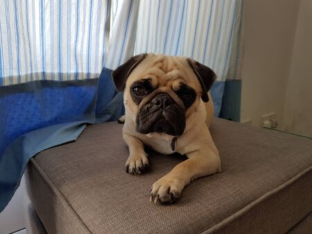 Pugの写真素材