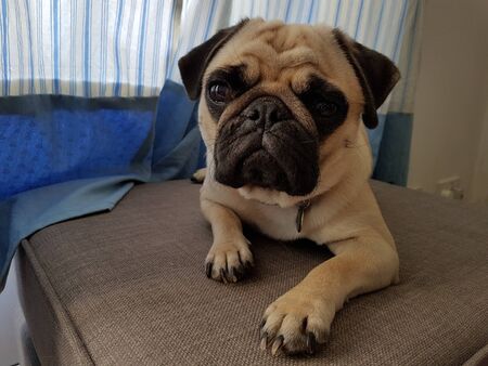 Pugの写真素材