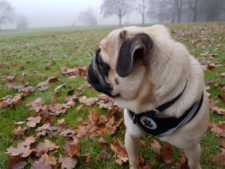 Pugの写真素材