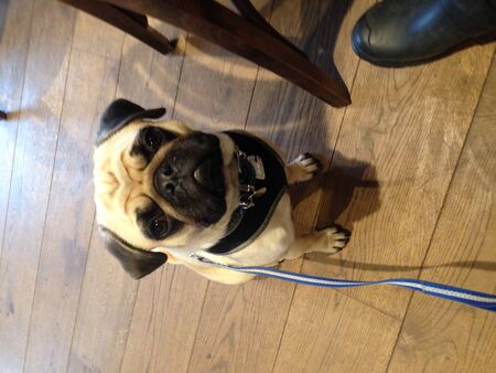 Pugの写真素材